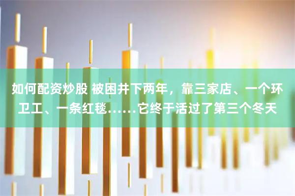 如何配资炒股 被困井下两年，靠三家店、一个环卫工、一条红毯……它终于活过了第三个冬天